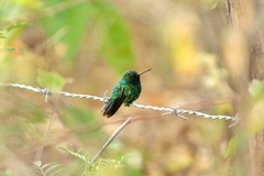 Chlorostilbon gibsoni