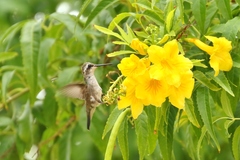 Chlorostilbon gibsoni