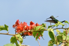 Chlorostilbon gibsoni