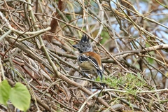 Sakesphorus canadensis