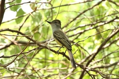 Myiarchus venezuelensis