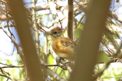 Sakesphorus canadensis