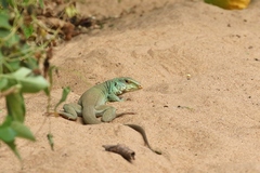 Ameiva bifrontata