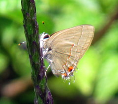 Electrostrymon endymion