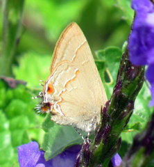 Electrostrymon endymion