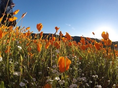 Eschscholzia californica