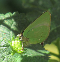 Cyanophrys herodotus