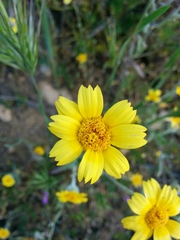 Monolopia lanceolata