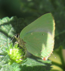 Cyanophrys herodotus
