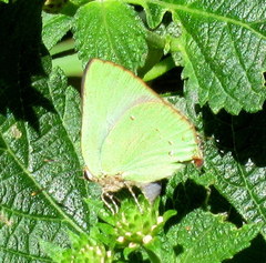 Cyanophrys herodotus