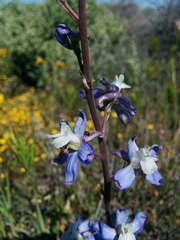 Delphinium recurvatum