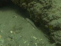 Gnatholepis thompsoni