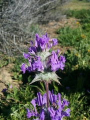 Salvia carduacea