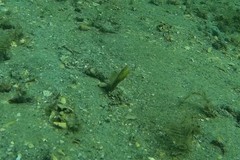 Bluethroat Pikeblenny photo 4