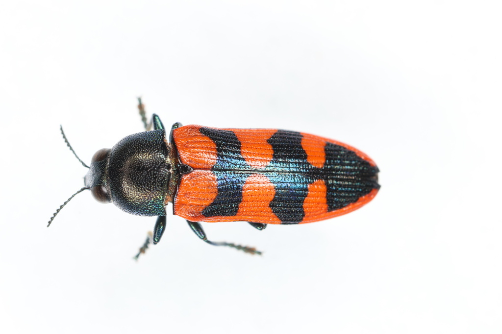 Castiarina In November 2023 By Patrick Wake INaturalist castiarina-in-november-2023-by-patrick-wake-inaturalist