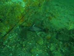Pareques acuminatus