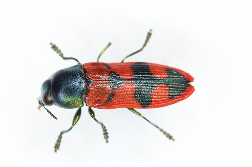 Castiarina sieboldi · iNaturalist