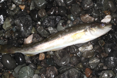 Saffron cod (Eleginus gracilis) — Gadidae — 3