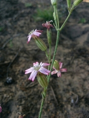 Silene verecunda