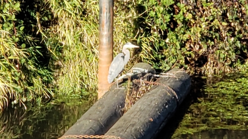 Great Blue Heron photographed in Washington
