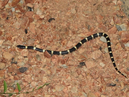 Mexican Long-nosed Snake