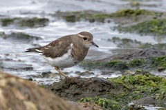 Charadrius modestus