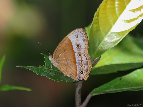 Mycalesis aethiops