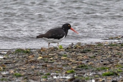 Haematopus leucopodus