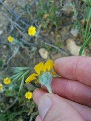 Monolopia lanceolata