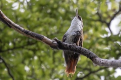 Pygarrhichas albogularis