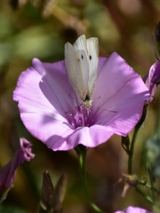 Pieris rapae