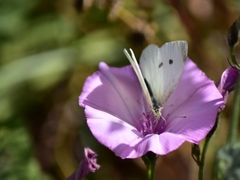 Pieris rapae