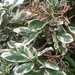 Pisonia brunoniana ‘variegata’ - Photo (c) Bruce Burns, algunos derechos reservados (CC BY-NC), uploaded by Bruce Burns