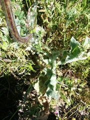 Salvia carduacea