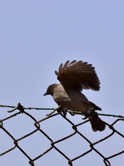 Pycnonotus barbatus barbatus