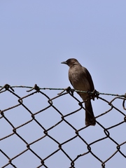Pycnonotus barbatus barbatus