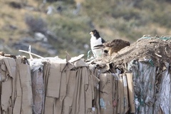 Daptrius albogularis