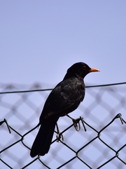 Turdus merula mauritanicus