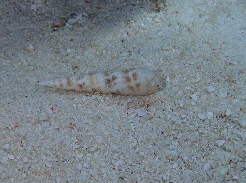 Oxymeris chlorata observed 2023-11-04