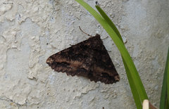 Cryptochorina amphidasyaria