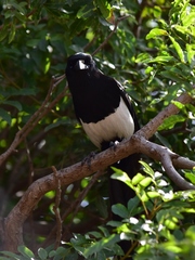 Pica mauritanica