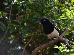 Pica mauritanica