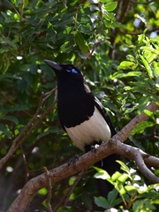 Pica mauritanica