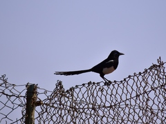 Pica mauritanica
