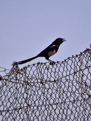Pica mauritanica