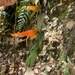 Columnea pendens - Photo (c) Alisson Fierro-Minda, some rights reserved (CC BY-NC), uploaded by Alisson Fierro-Minda