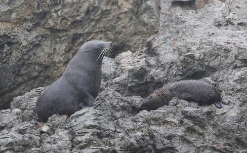 Long-nosed Fur Seal, photo 7 of 7