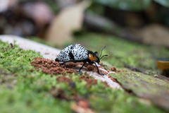 Cypherotylus vicinus