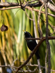 Sturnus unicolor