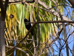 Sturnus unicolor